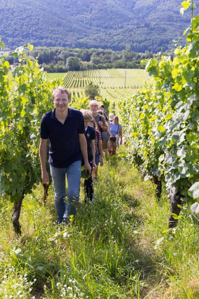 De la vigne au verre !