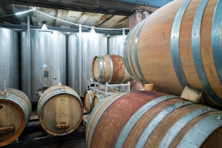 Balade dans les vignes & dégustation